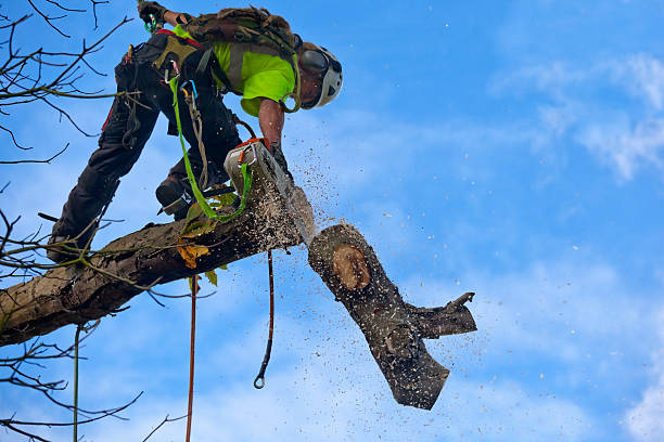 Trusted Loughman, FL Tree Care Experts